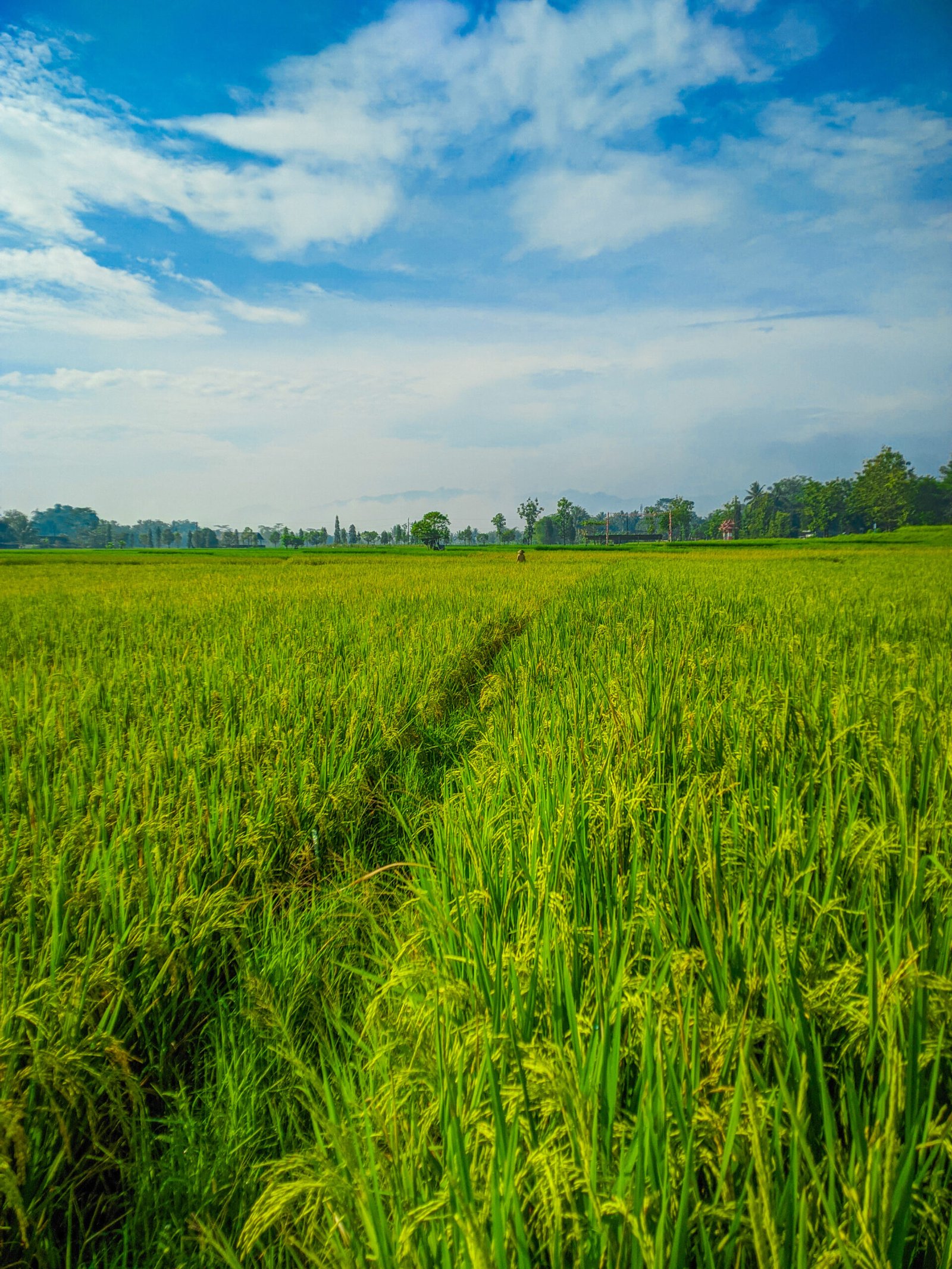 rice farm field landscape blue sky background